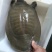 野生老甲鱼