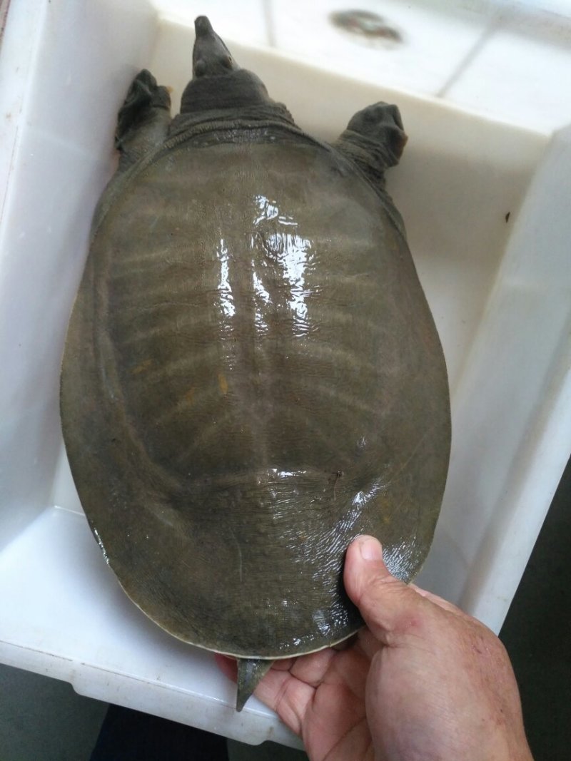 野生老甲鱼