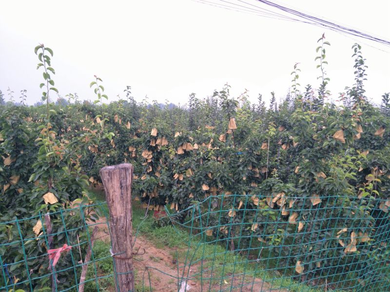 包上车晚秋黄梨种植户2024年鲜果果在树上来车摘果