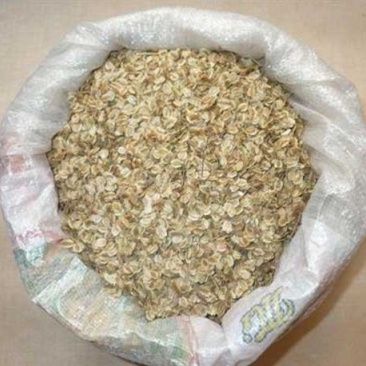 白芷