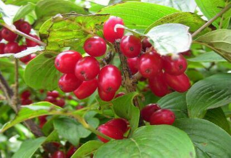 秦岭野生山茱萸又名山萸肉枣皮农家自产原味无硫干货一斤包邮
