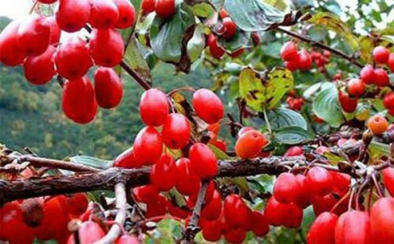 秦岭野生山茱萸又名山萸肉枣皮农家自产原味无硫干货一斤包邮