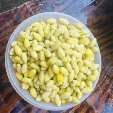 冰糖醋干橄榄干