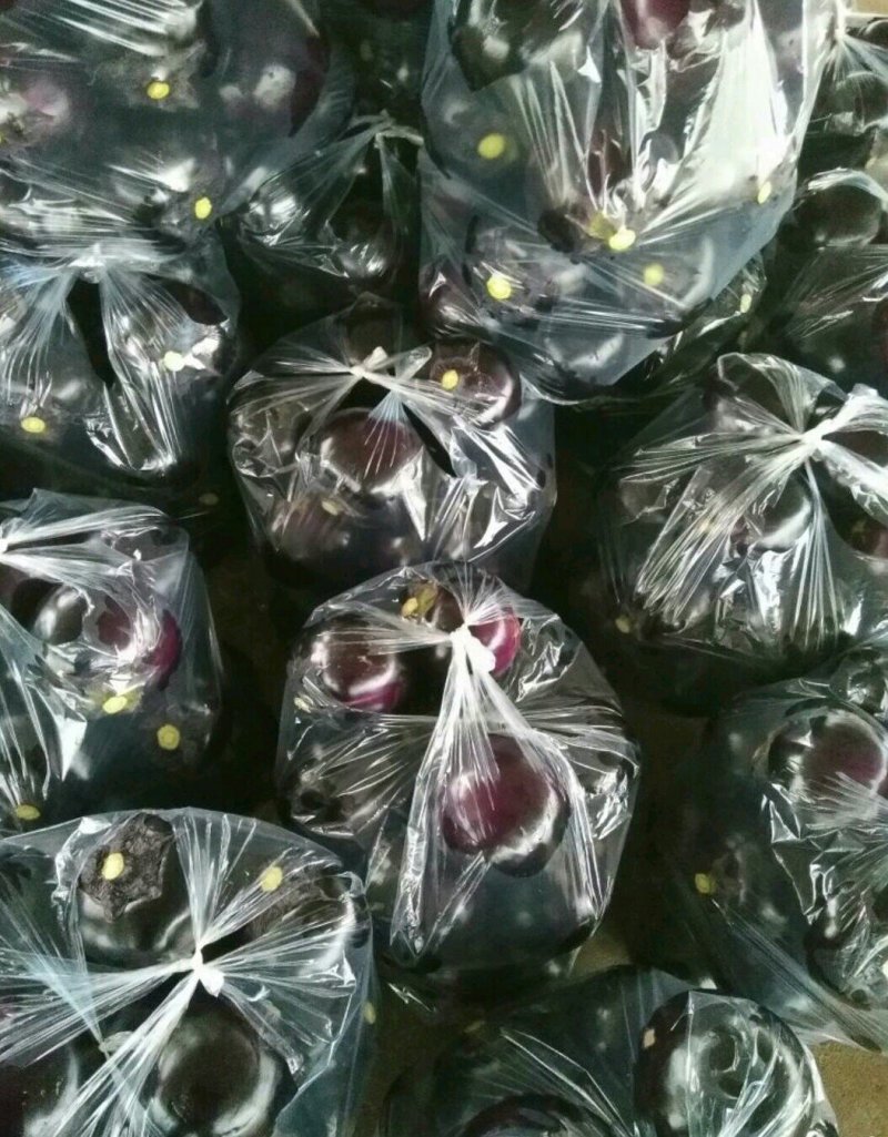 《热销》精品紫光圆茄子种植基地一件代发大量供货