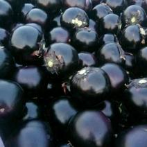 《热销》精品紫光圆茄子种植基地一件大量供货