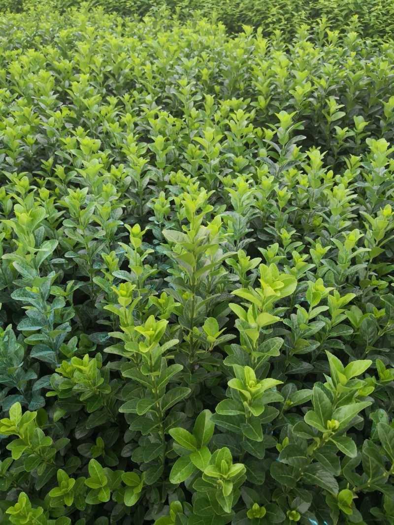 大叶黄杨产地/图片/行情/价格