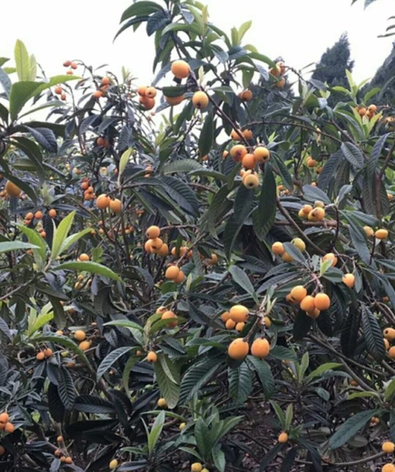 纯手工川贝枇杷膏