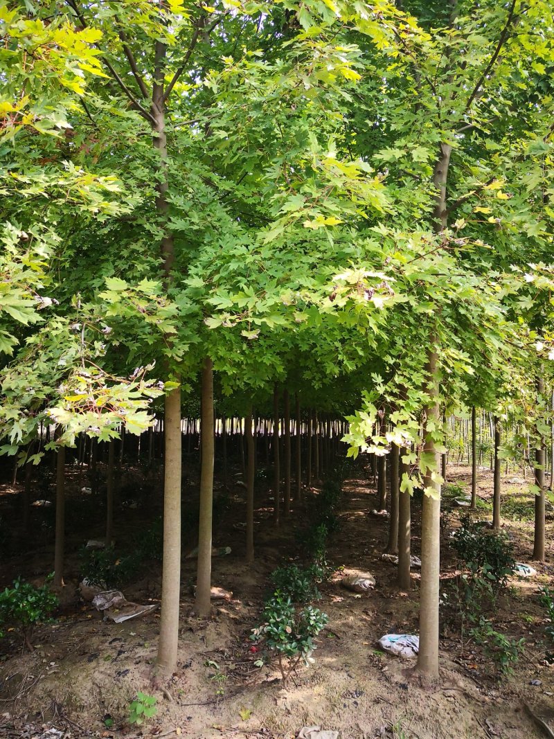 美国红枫产地/图片/行情/价格