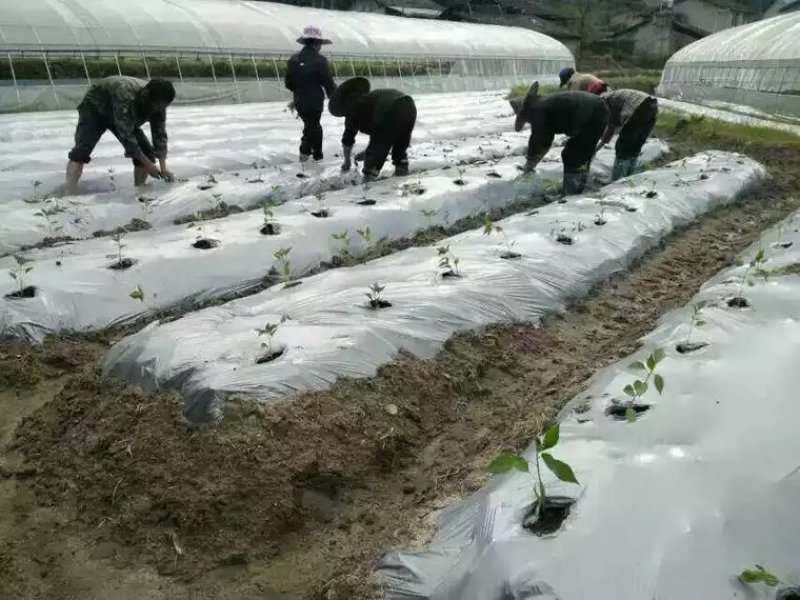 银黑双色地膜加厚防水白膜黑膜反光地膜覆盖除草保湿塑料薄膜