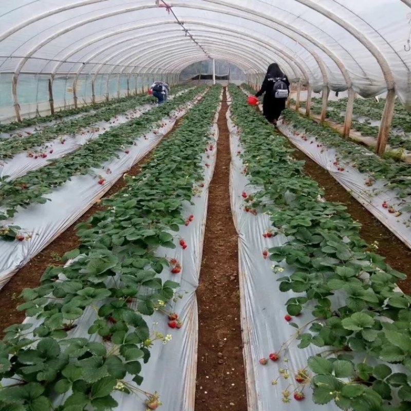 银黑双色地膜加厚防水白膜黑膜反光地膜覆盖除草保湿塑料薄膜