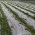 银黑双色地膜加厚防水白膜黑膜反光地膜覆盖除草保湿塑料薄膜
