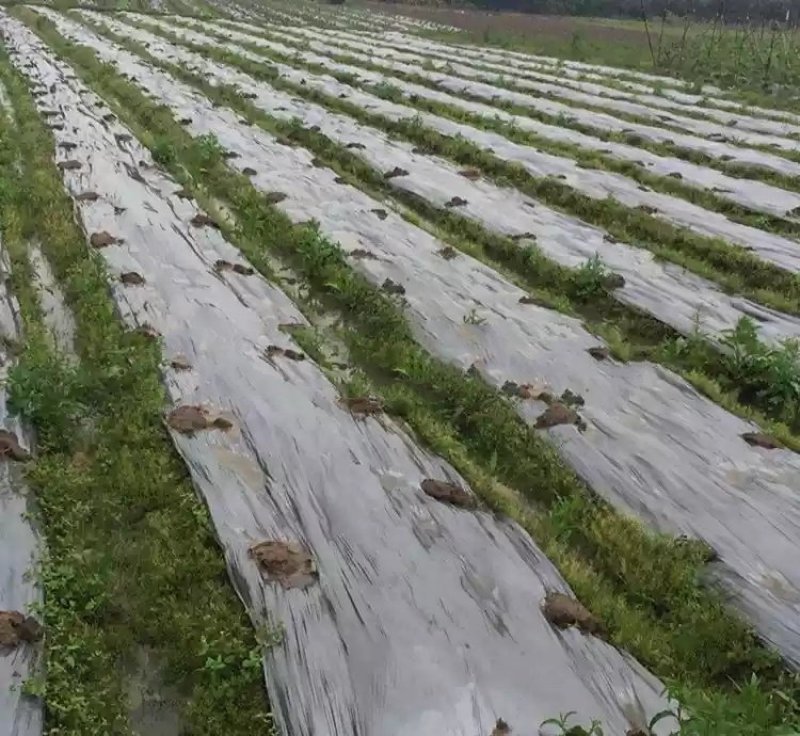 银黑双色地膜加厚防水白膜黑膜反光地膜覆盖除草保湿塑料薄膜