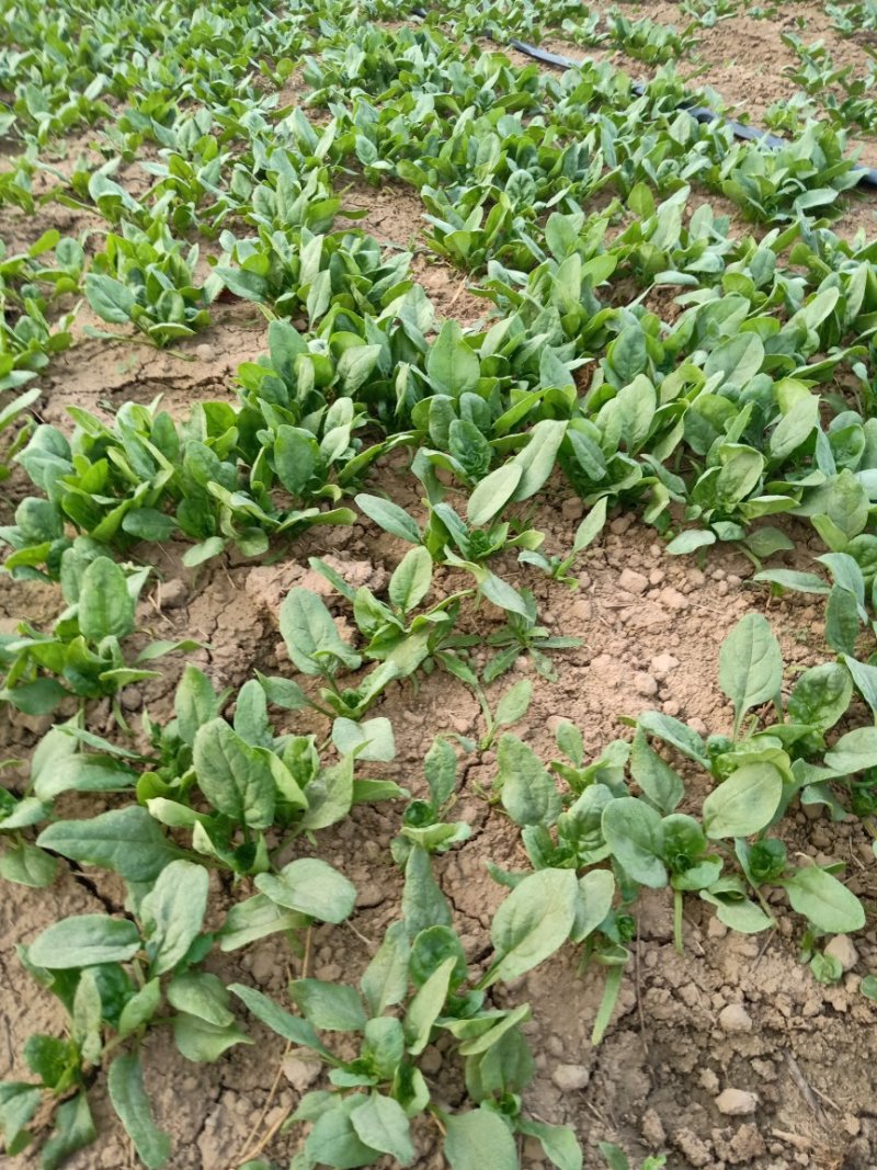 波菜