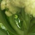 菜花