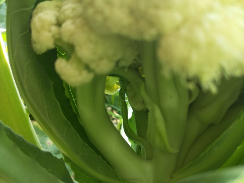 菜花