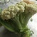 菜花