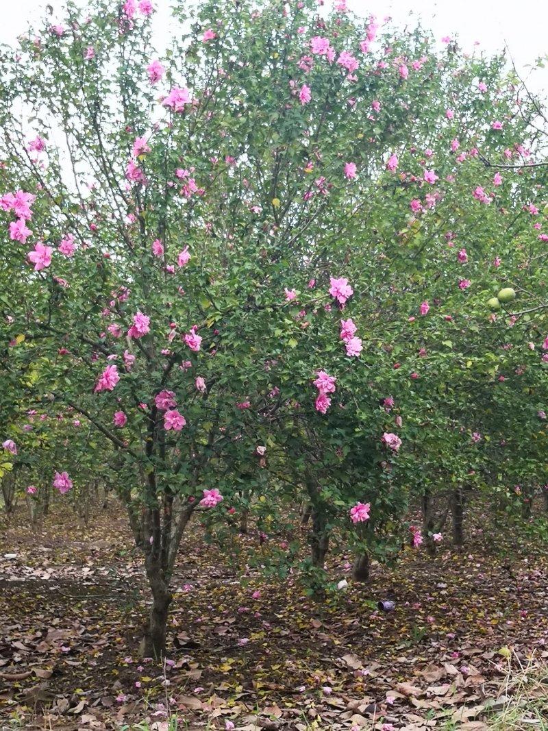 基地供应木槿！木槿产地/图片/行情