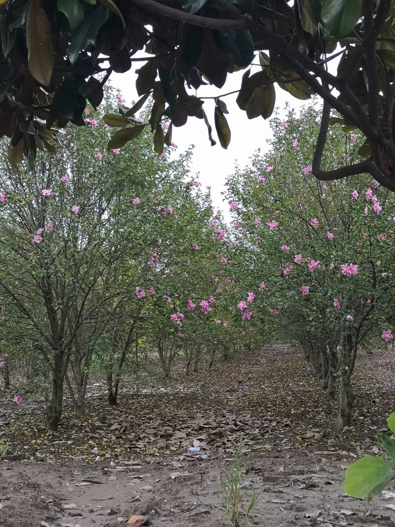 基地供应木槿！木槿产地/图片/行情
