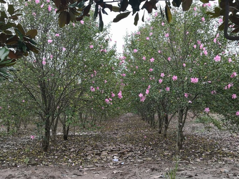 基地供应木槿！木槿产地/图片/行情