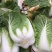 黄心白菜净菜4~6斤