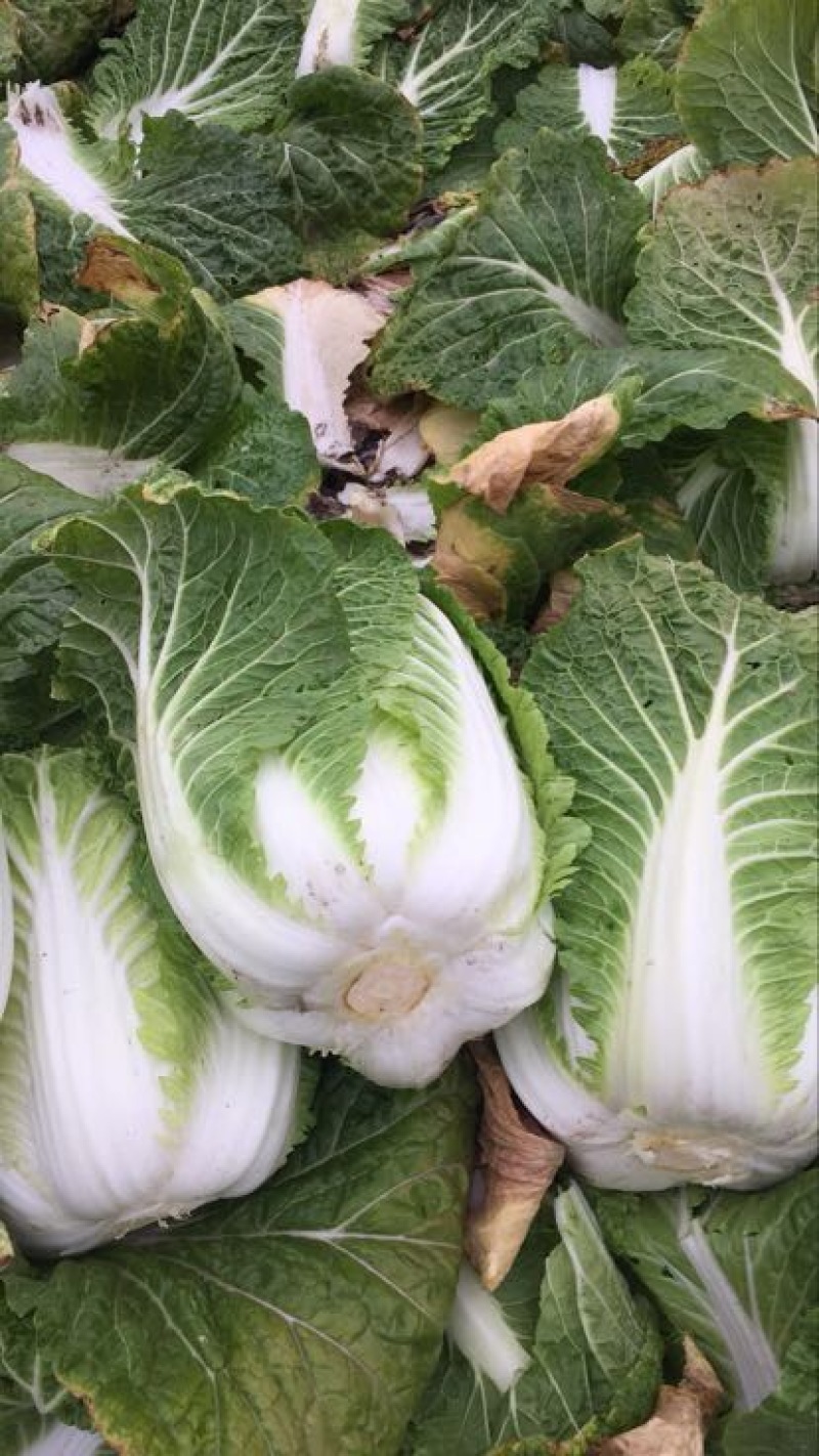 黄心白菜净菜4~6斤