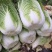 黄心白菜净菜4~6斤