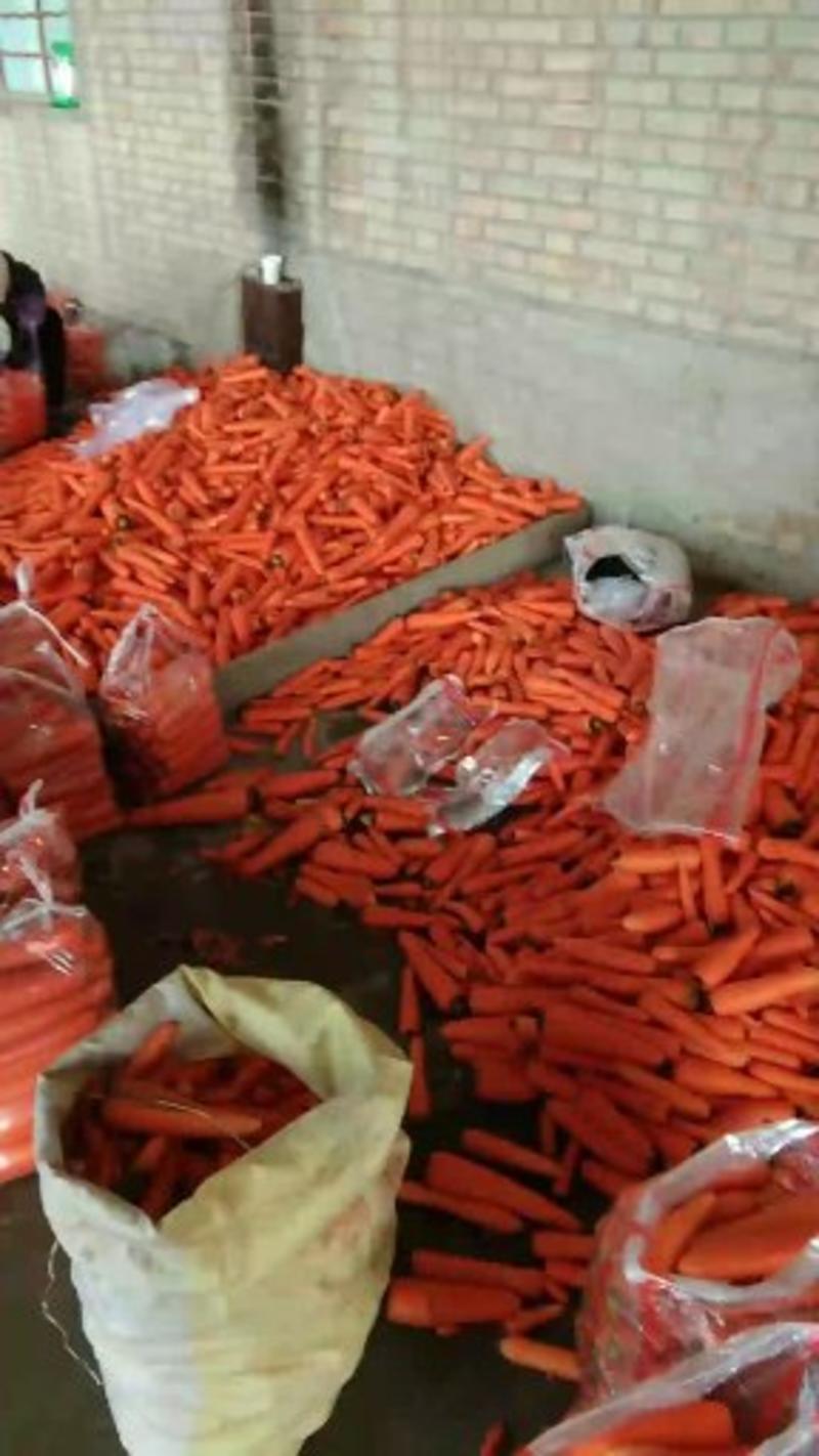 三红胡萝卜开始预定批量上市中