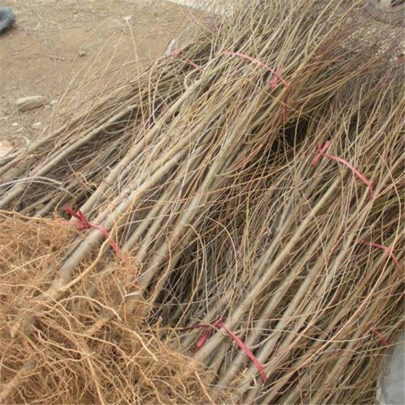 毛桃树苗实生桃树苗毛桃苗根系发达苗子健壮可实地