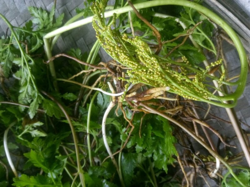 阴地蕨陕西秦岭野生天然无硫晒干货中草药包邮