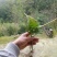 阴地蕨陕西秦岭野生天然无硫晒干货中草药包邮
