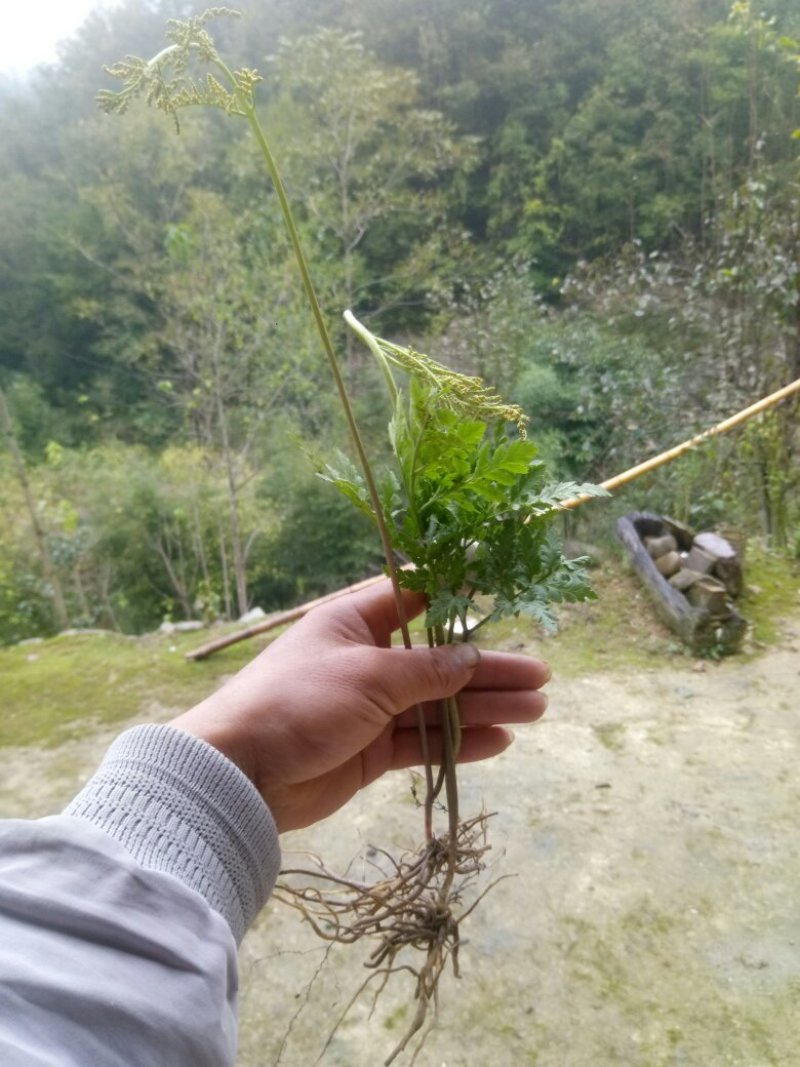 阴地蕨陕西秦岭野生天然无硫晒干货中草药包邮
