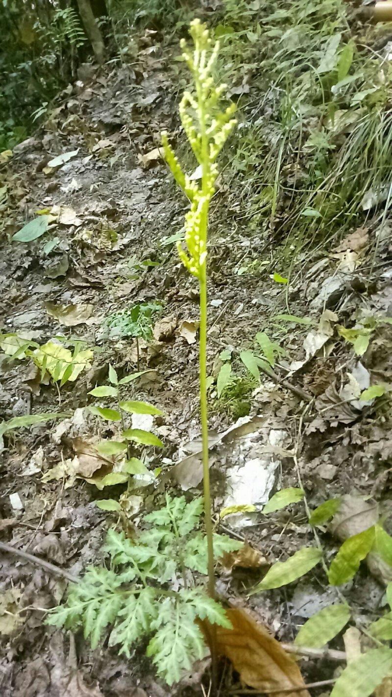 阴地蕨陕西秦岭野生天然无硫晒干货中草药包邮