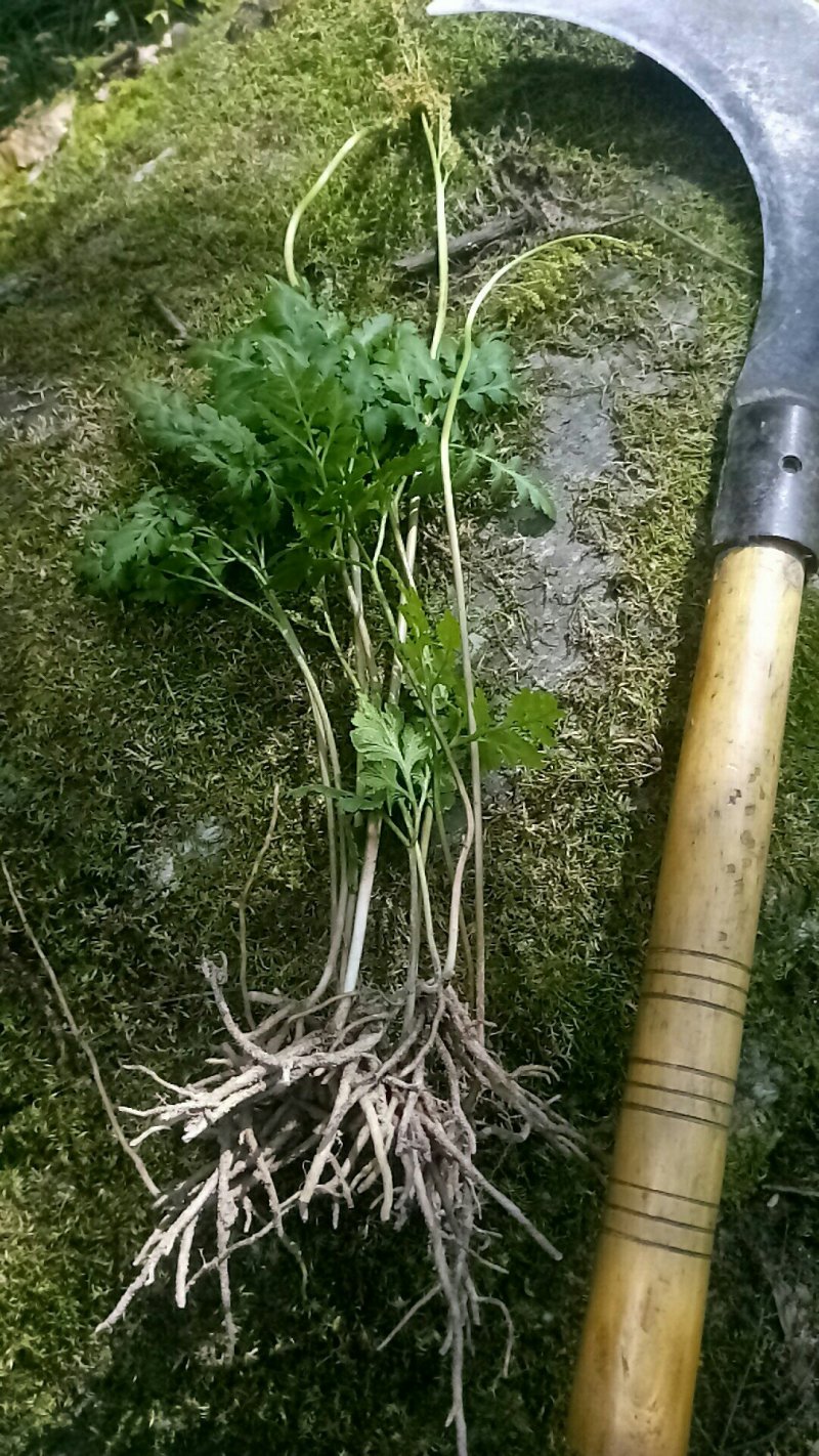 阴地蕨陕西秦岭野生天然无硫晒干货中草药包邮