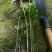 阴地蕨陕西秦岭野生天然无硫晒干货中草药包邮