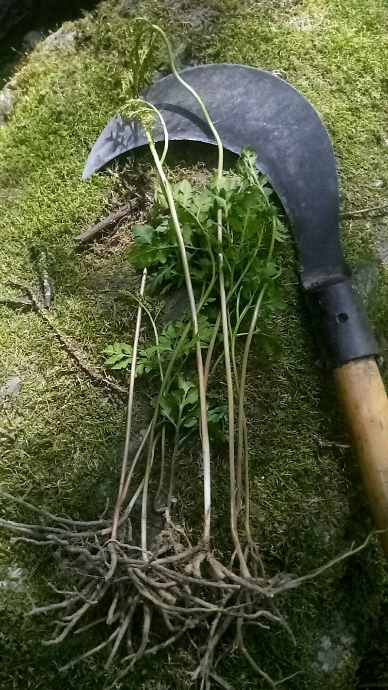 阴地蕨陕西秦岭野生天然无硫晒干货中草药包邮