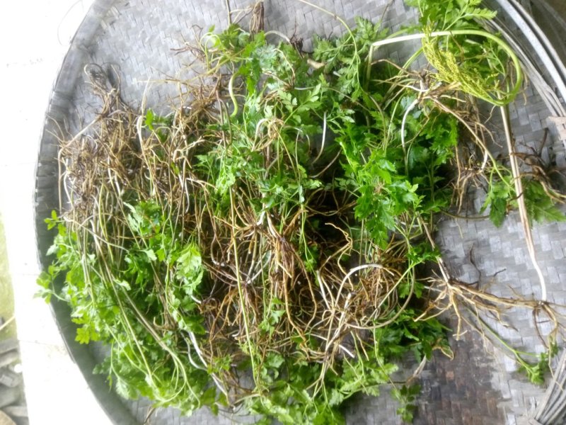 阴地蕨陕西秦岭野生天然无硫晒干货中草药包邮