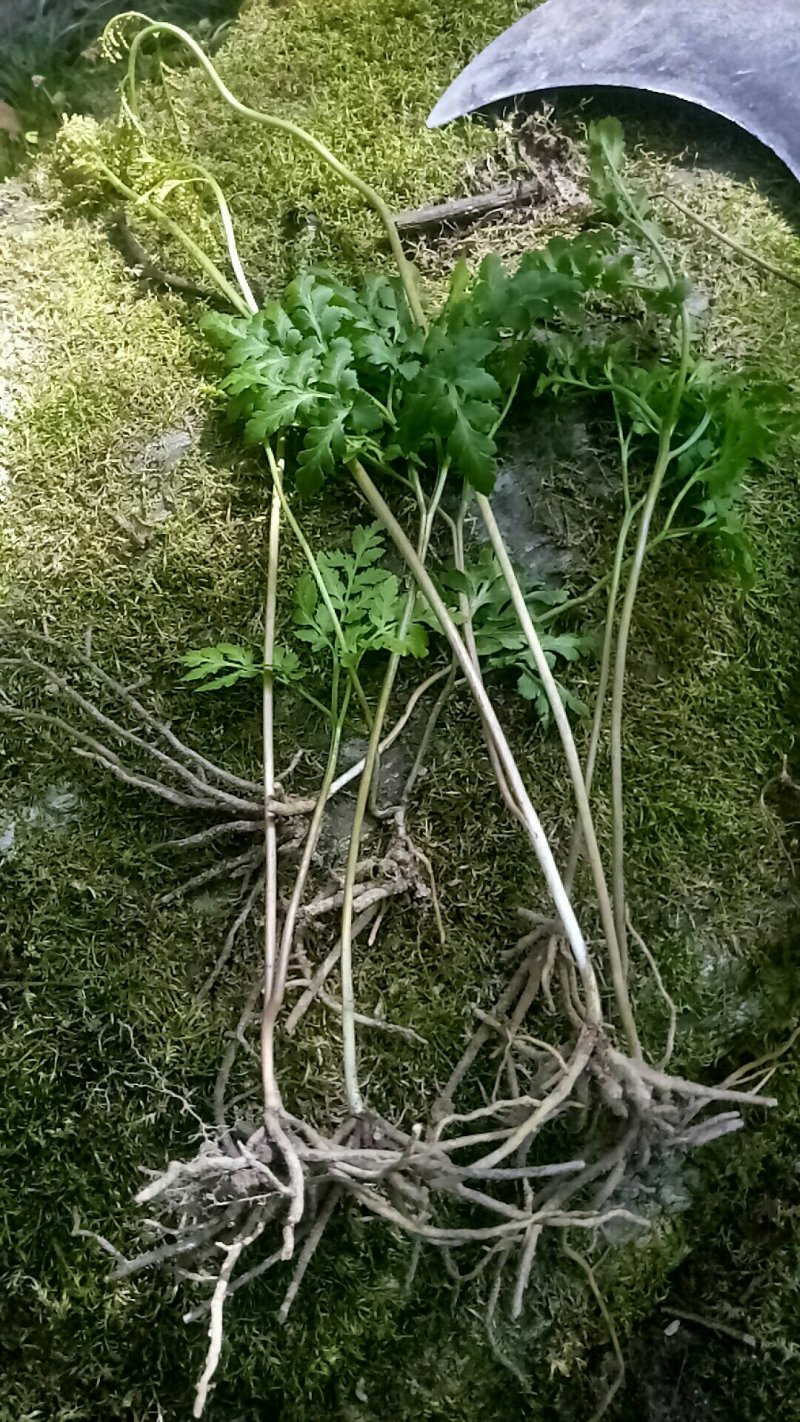 阴地蕨陕西秦岭野生天然无硫晒干货中草药包邮
