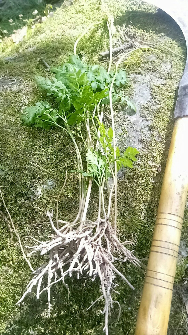 阴地蕨陕西秦岭野生天然无硫晒干货中草药包邮