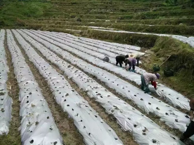 地膜银黑双色地膜反光保湿降温除虫除草盖草果树果园蔬菜大棚