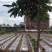 地膜银黑双色地膜反光保湿降温除虫除草盖草果树果园蔬菜大棚