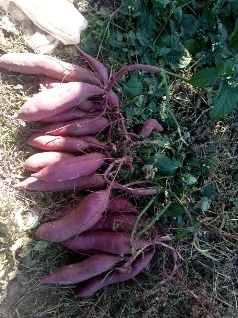 内蒙通辽沙地红薯，干瓤沙甜品质皮毛亮形状好济薯26