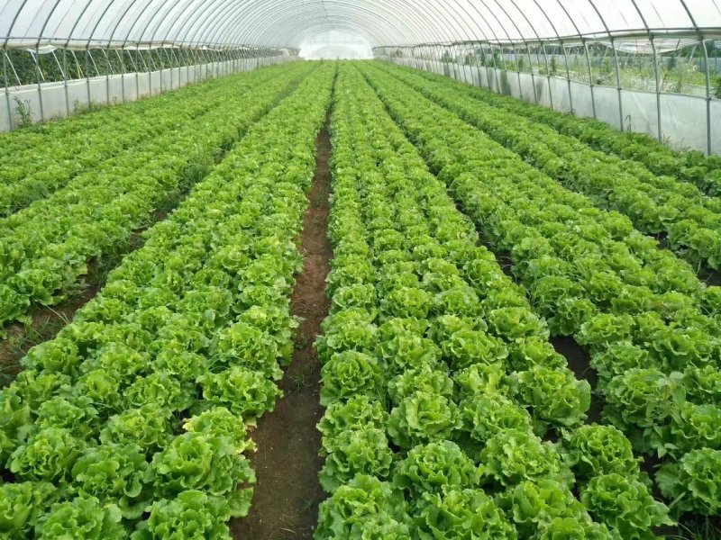 意大利生菜