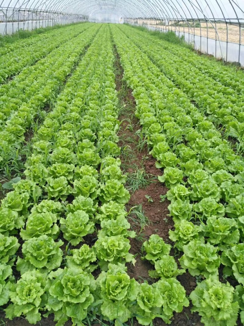 意大利生菜