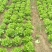 意大利生菜