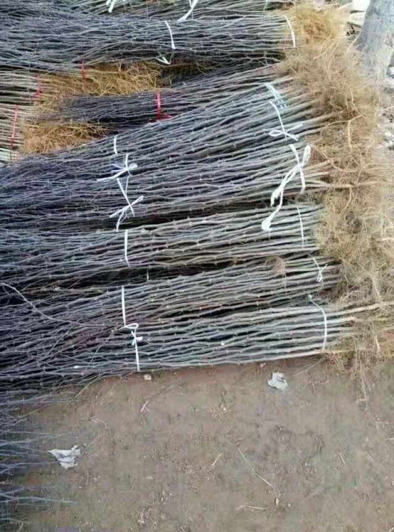大红袍花椒苗有现货，要的可以联系我