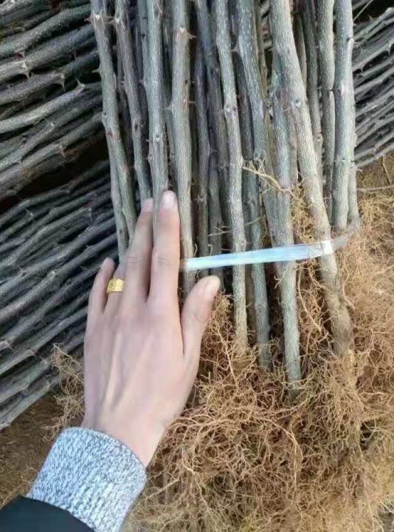 大红袍花椒苗有现货，要的可以联系我