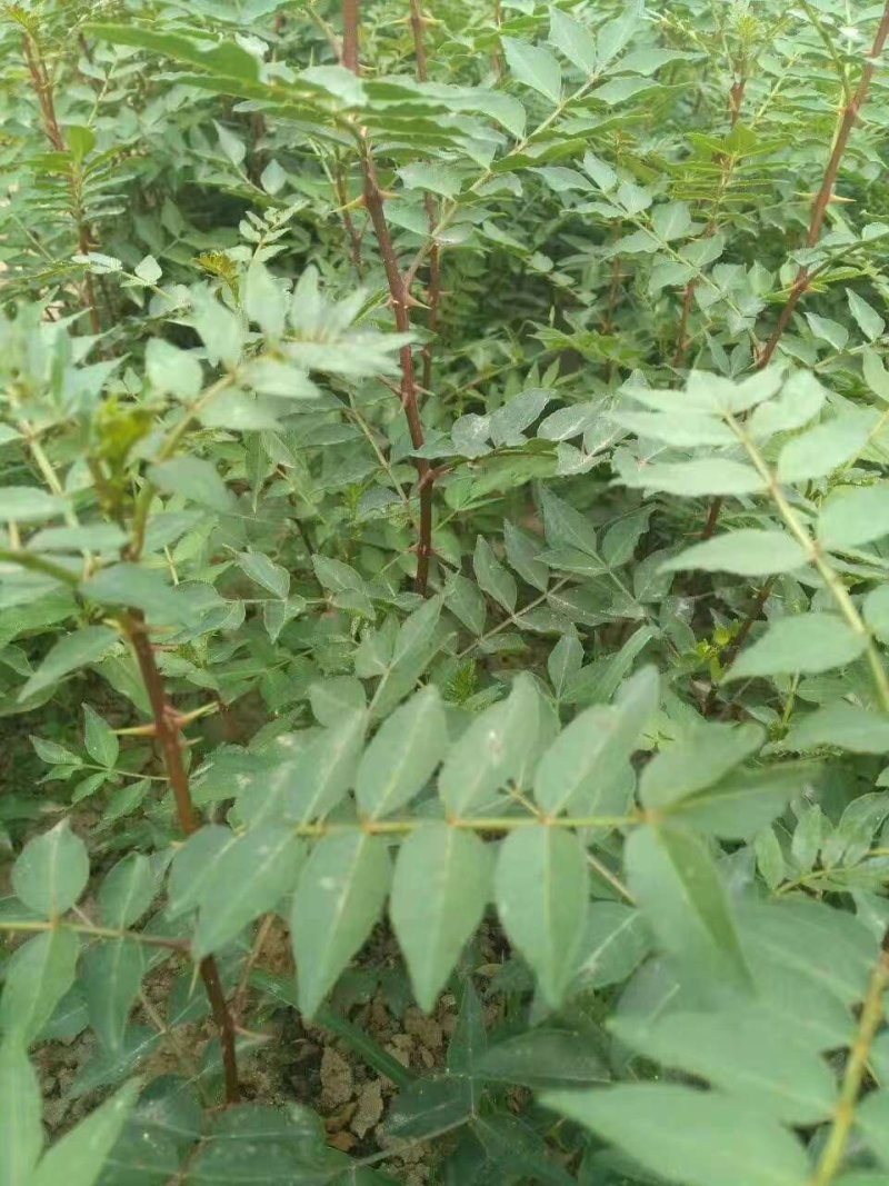 大红袍花椒苗有现货，要的可以联系我
