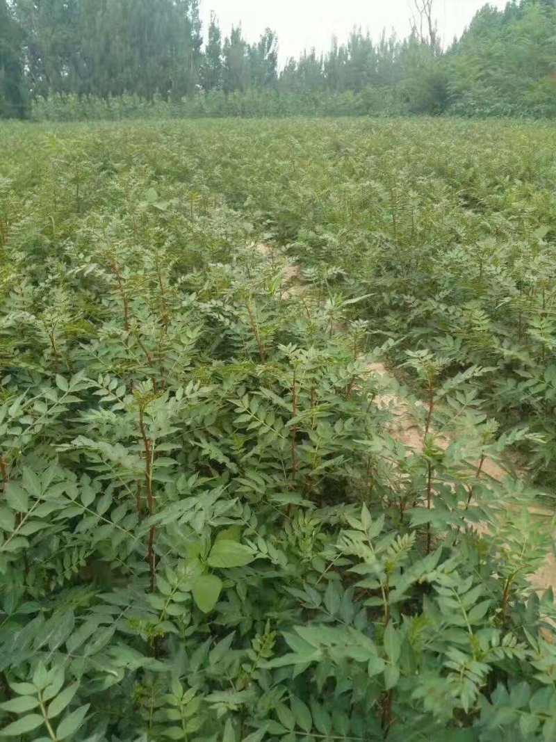 大红袍花椒苗有现货，要的可以联系我