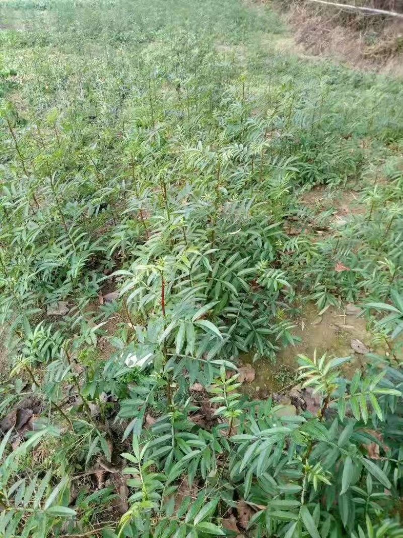 大红袍花椒苗有现货，要的可以联系我