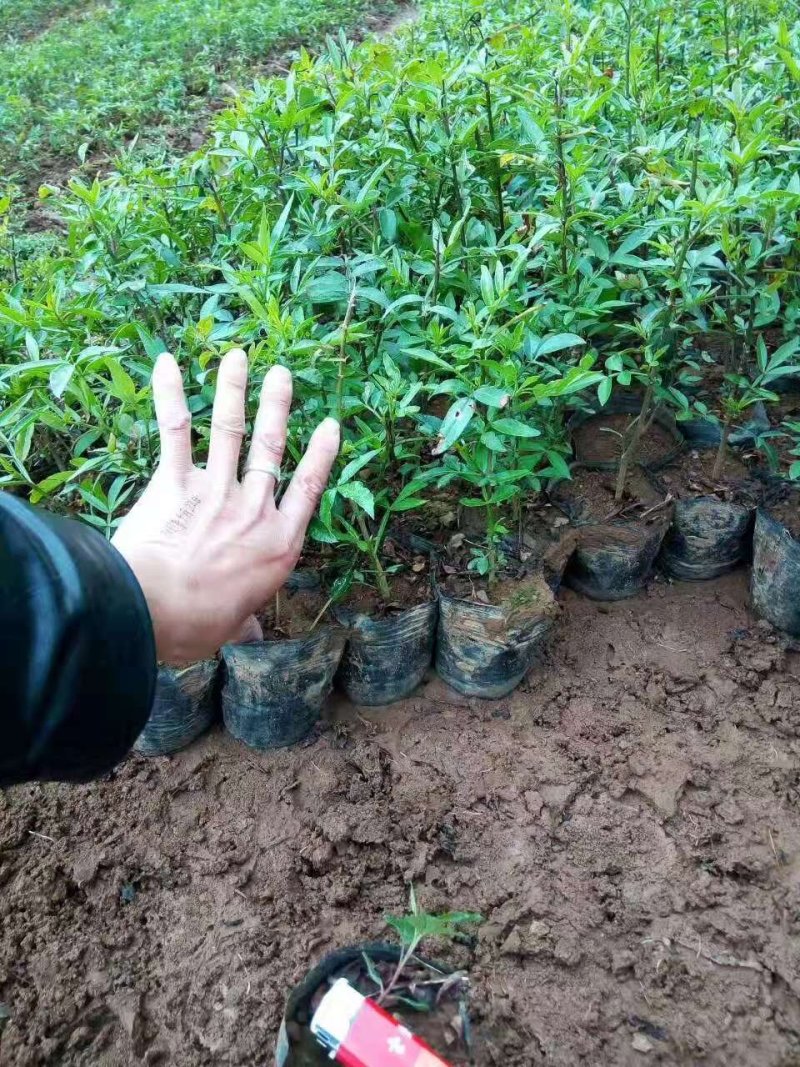 大红袍花椒苗有现货，要的可以联系我